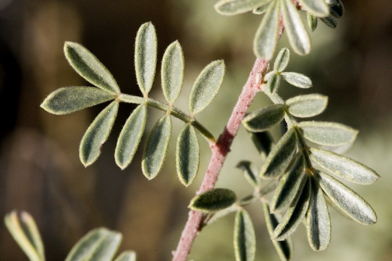 Dalea bicolor var. argyrea photo 7