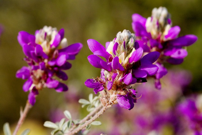 Dalea bicolor var. argyrea photo 2