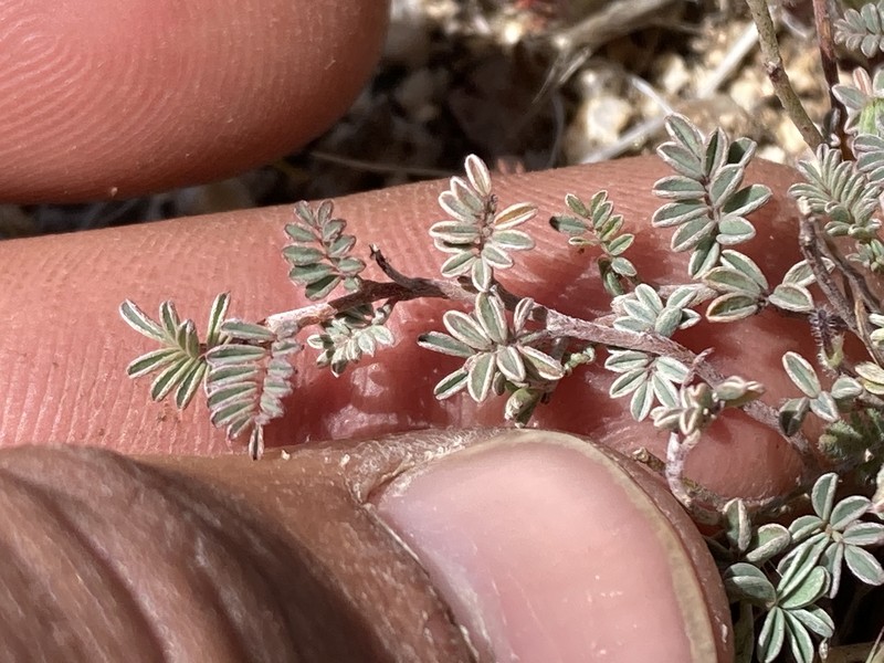 Dalea bicolor var. bicolor