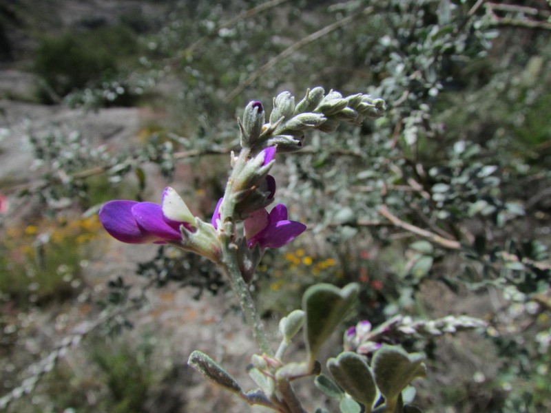 Dalea bicolor var. canescens