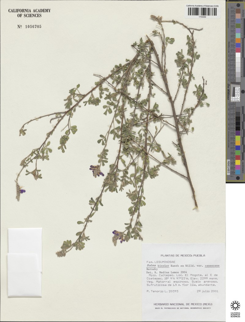 Dalea bicolor var. canescens photo 2