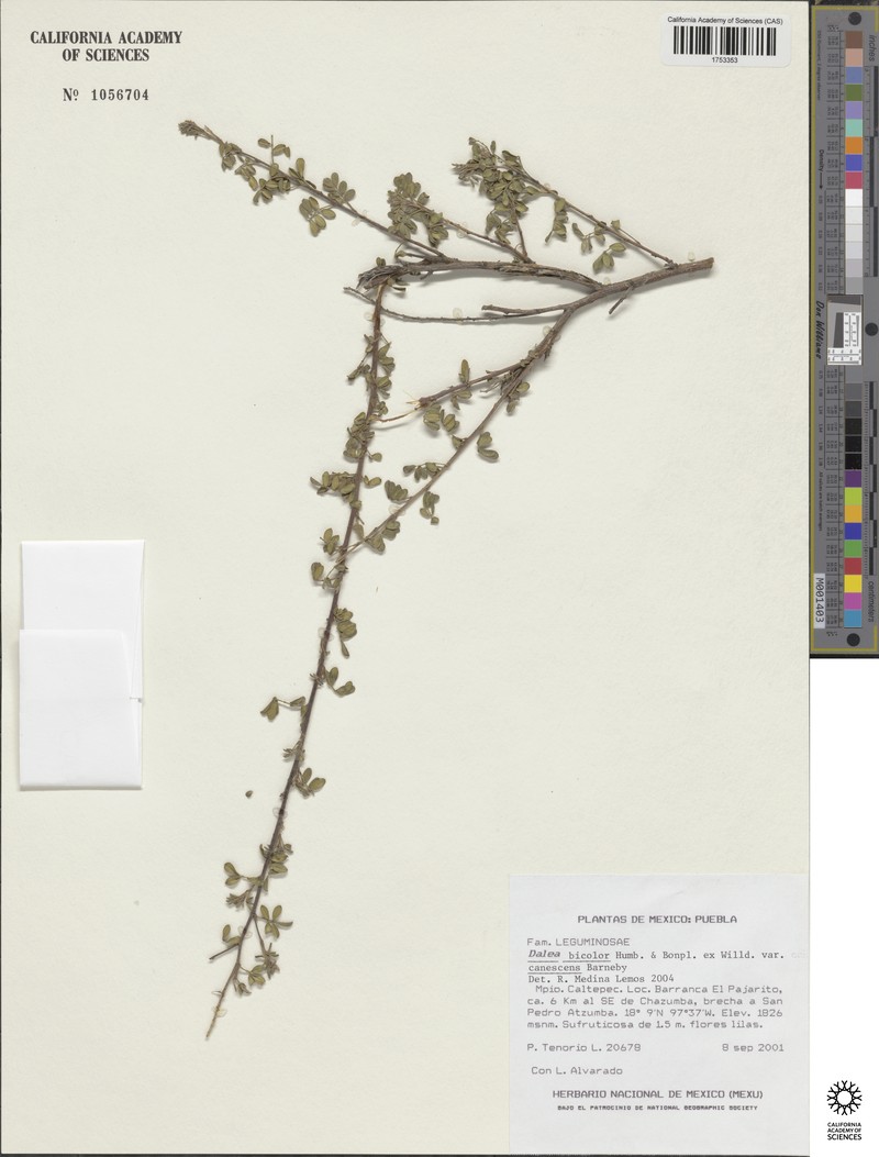 Dalea bicolor var. canescens photo 3
