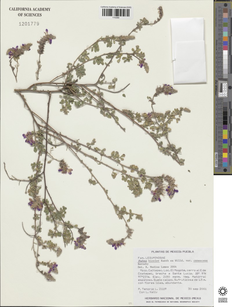 Dalea bicolor var. canescens photo 4
