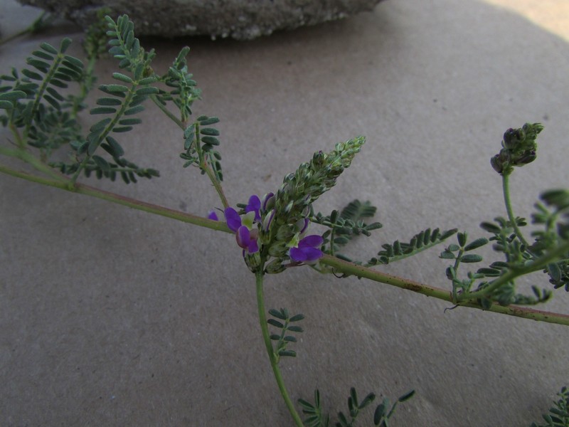Dalea bicolor var. naviculifolia