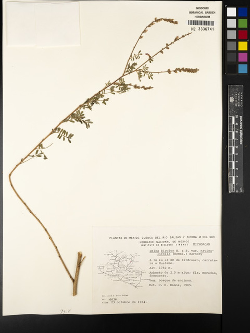 Dalea bicolor var. naviculifolia photo 2