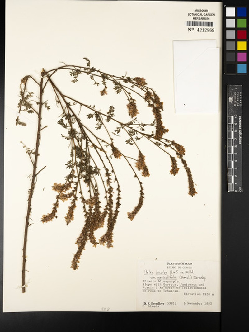 Dalea bicolor var. naviculifolia photo 3