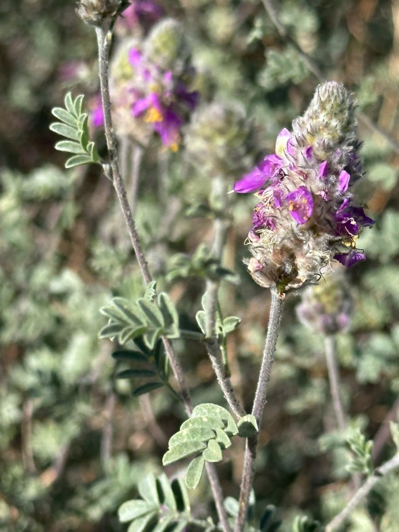 Dalea bicolor var. orcuttiana