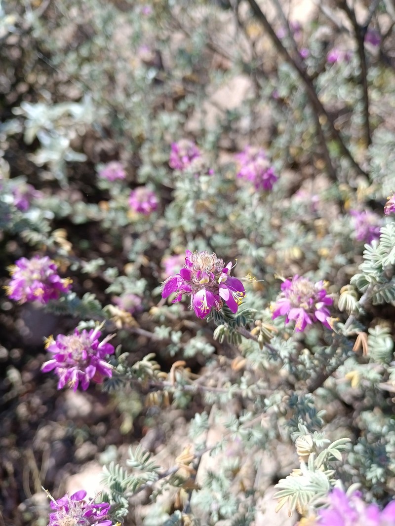 Dalea bicolor var. orcuttiana photo 2