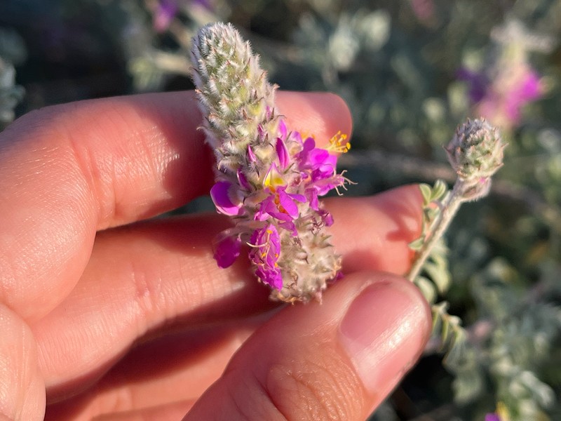 Dalea bicolor var. orcuttiana photo 3