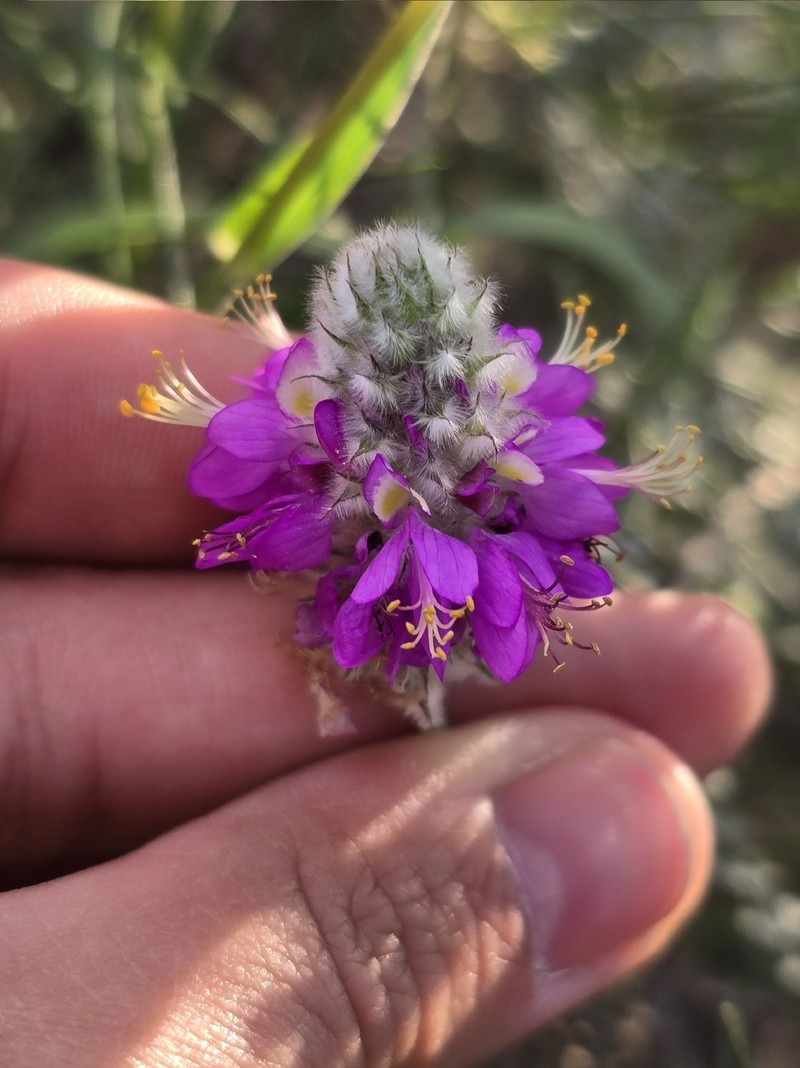 Dalea bicolor var. orcuttiana photo 4