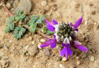 Dalea boliviana