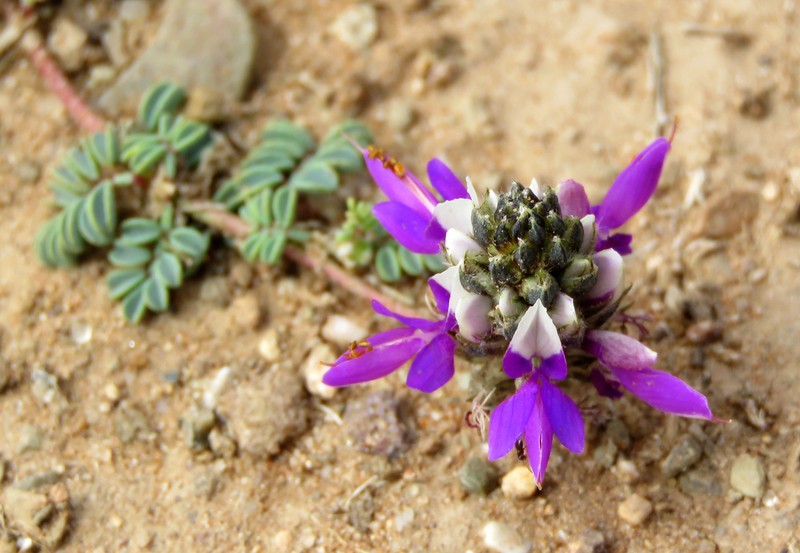 Dalea boliviana