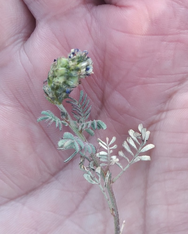 Dalea boliviana photo 2
