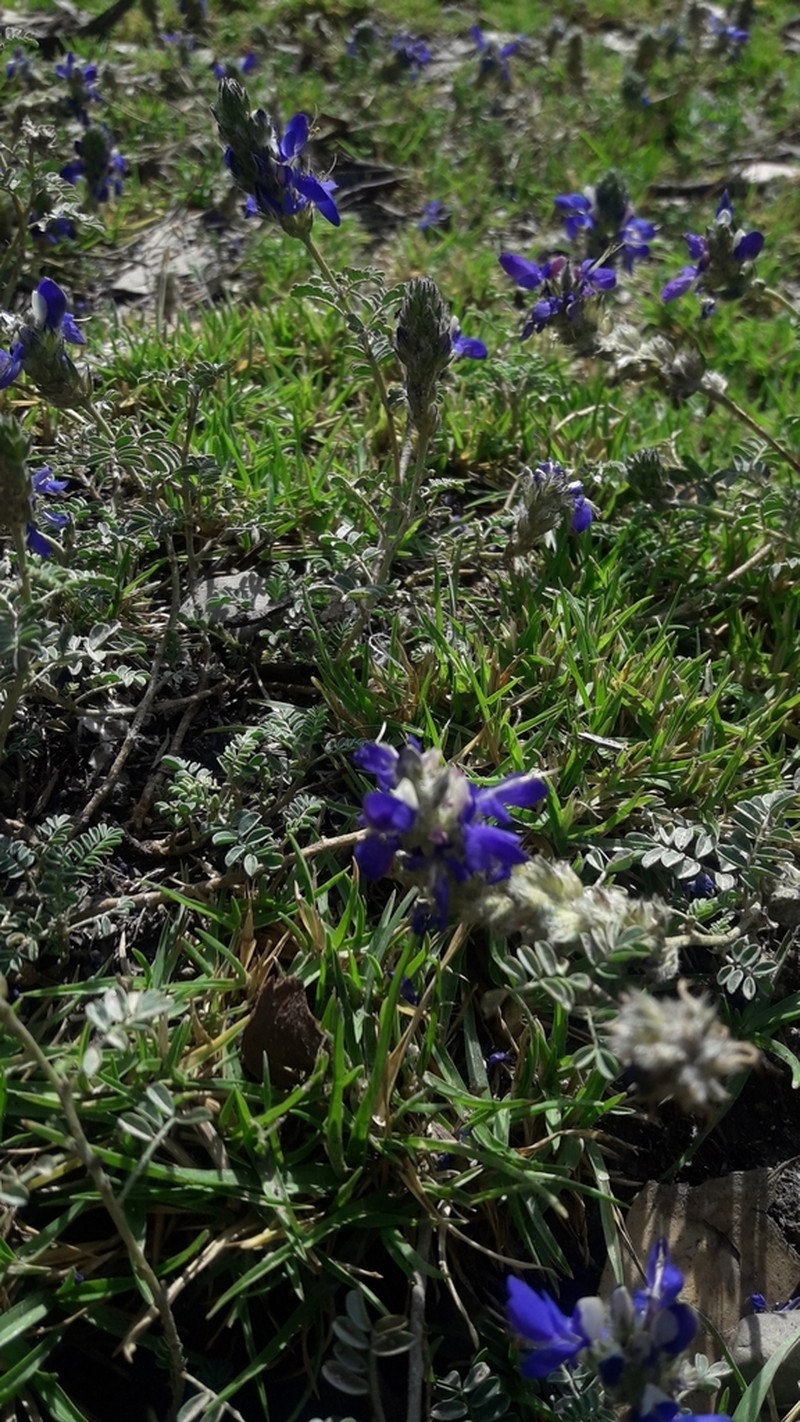 Dalea boliviana photo 3