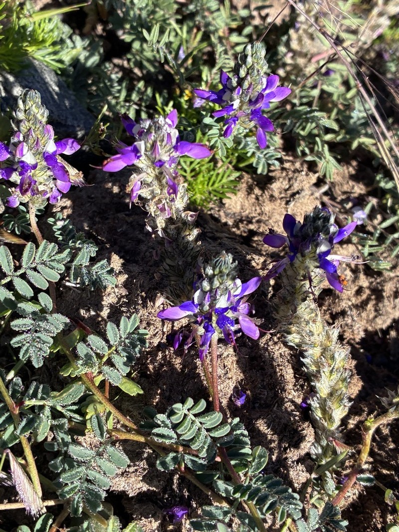 Dalea boliviana photo 4