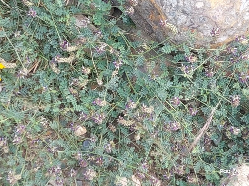 Dalea boliviana photo 5