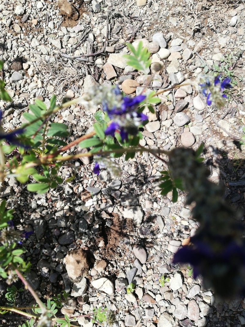 Dalea boliviana photo 6