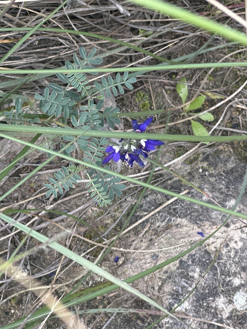 Dalea boliviana photo 7