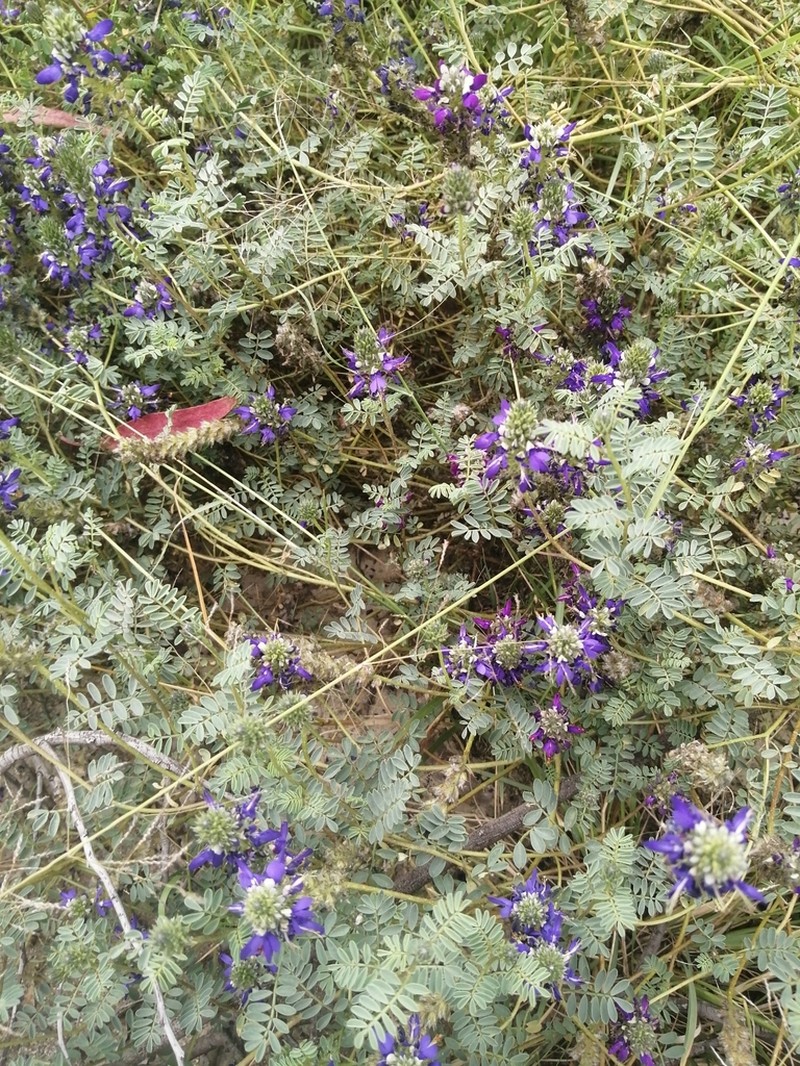 Dalea boliviana photo 8