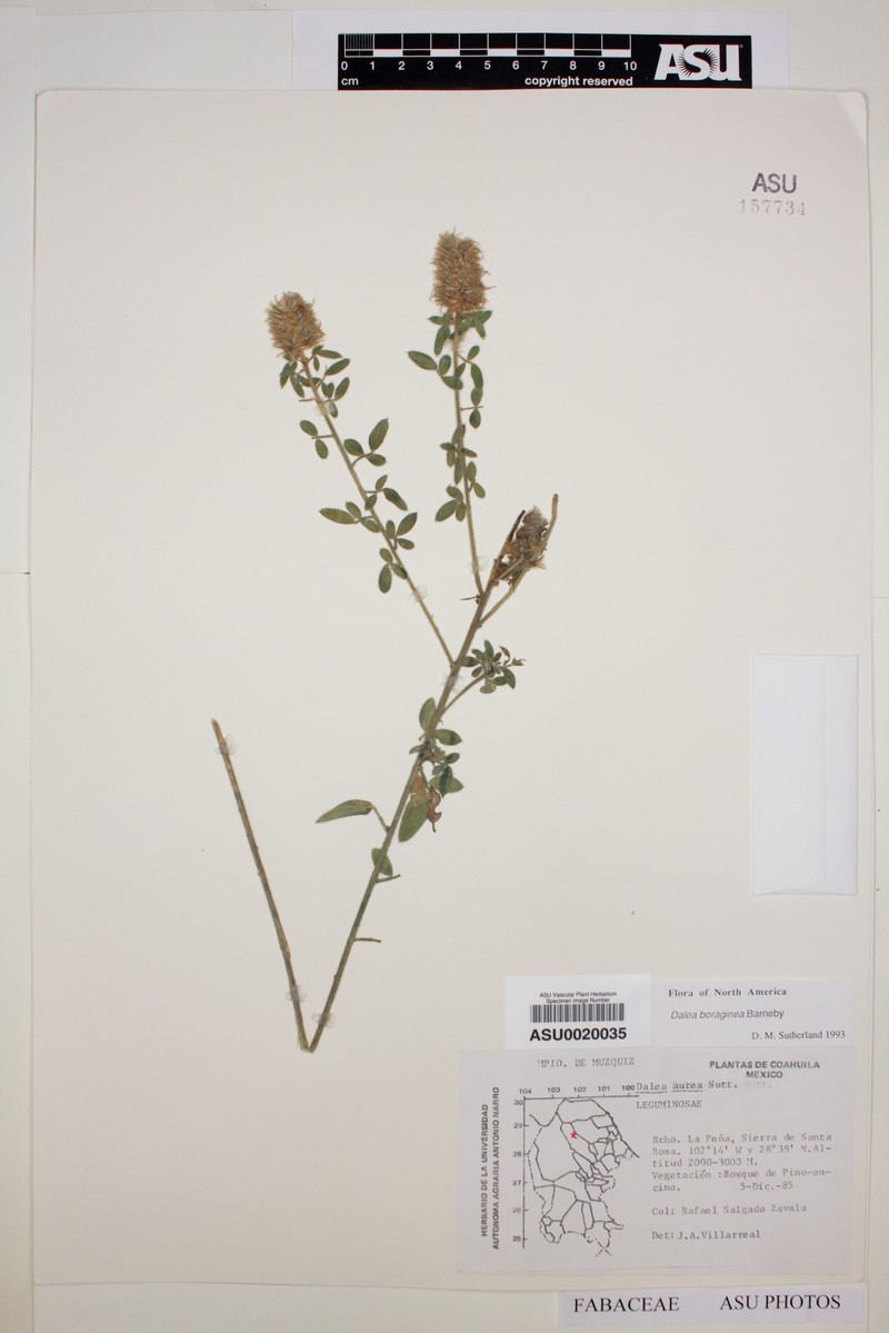 Dalea boraginea