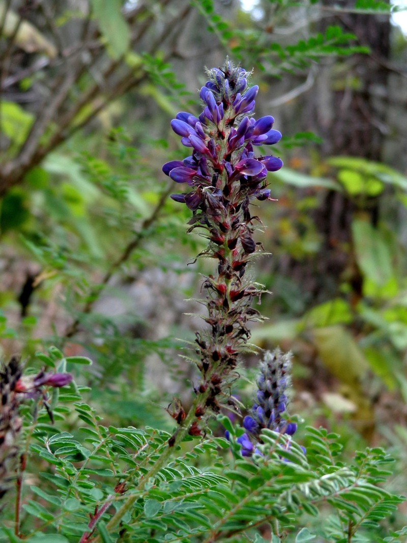 Dalea botterii