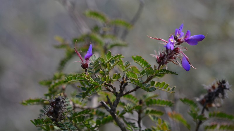 Dalea botterii photo 2