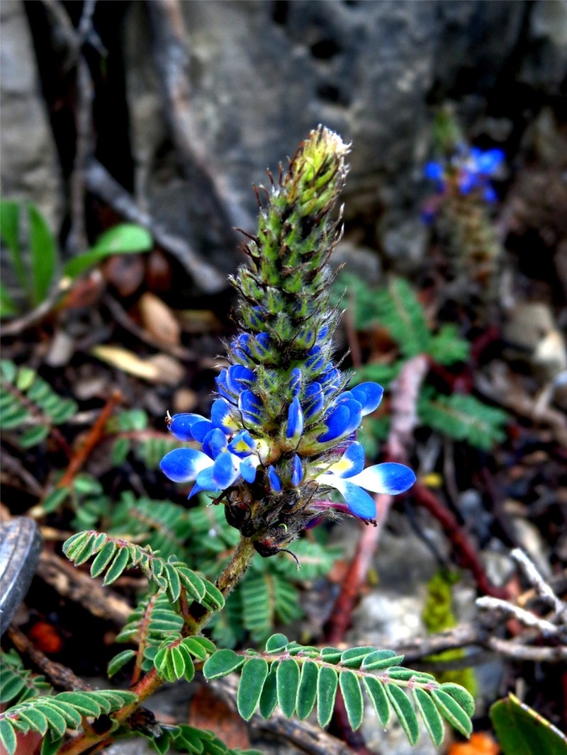 Dalea botterii photo 3