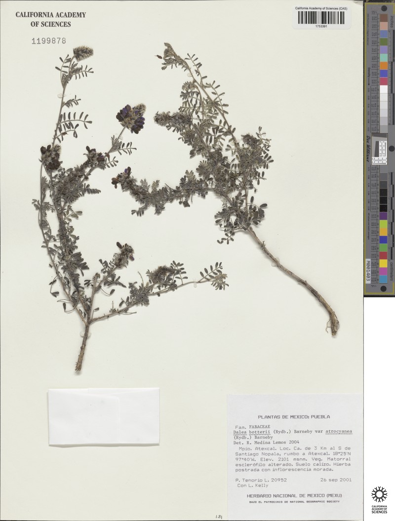 Dalea botterii photo 4