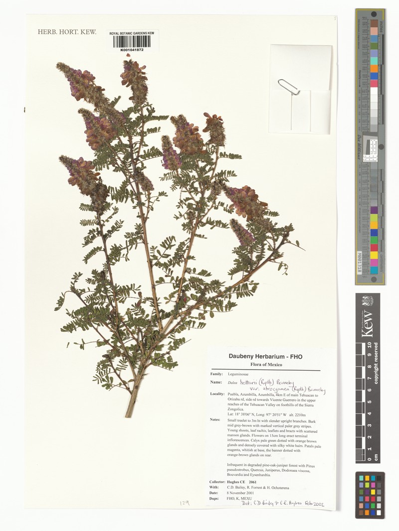 Dalea botterii photo 5