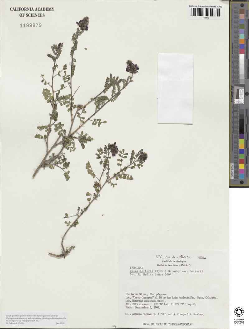 Dalea botterii photo 6