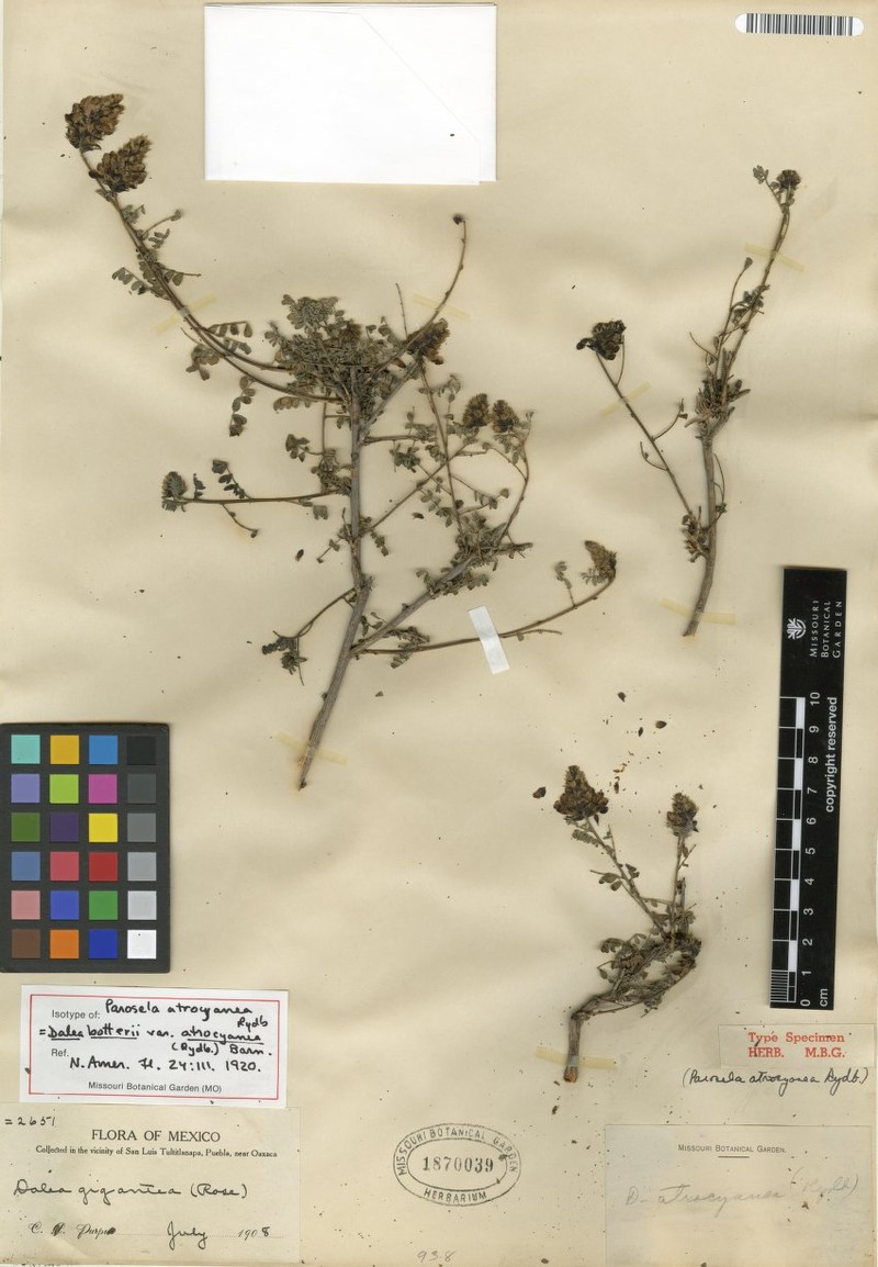 Dalea botterii var. atrocyanea photo 2