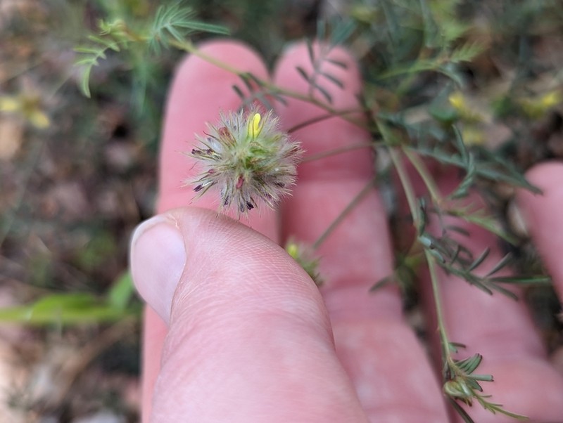 Fort Bowie Prairie Clover