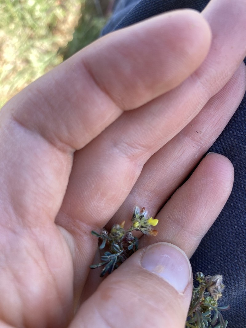 Fort Bowie Prairie Clover photo 2