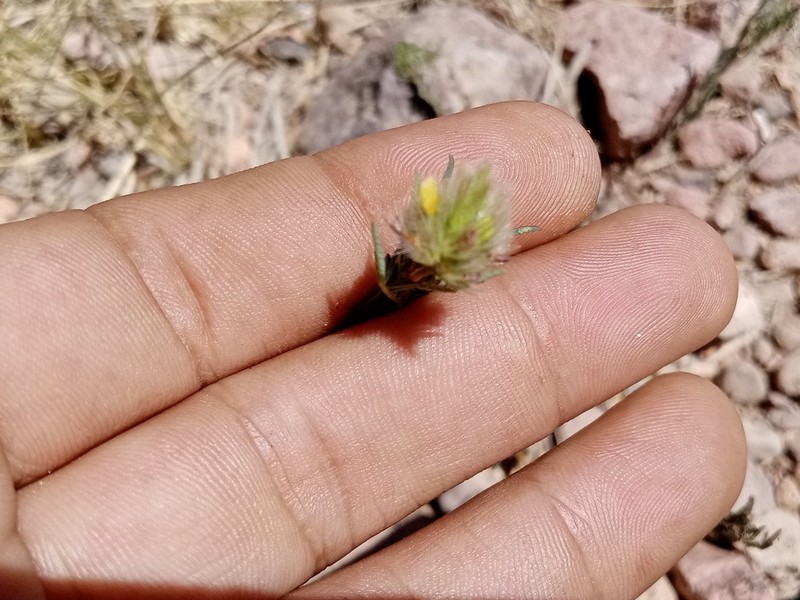 Fort Bowie Prairie Clover photo 3