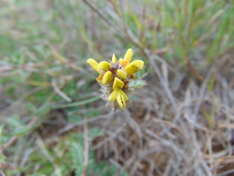 Fort Bowie Prairie Clover photo 5