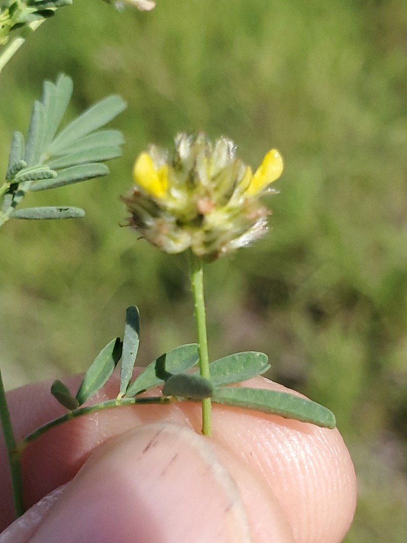 Fort Bowie Prairie Clover photo 6