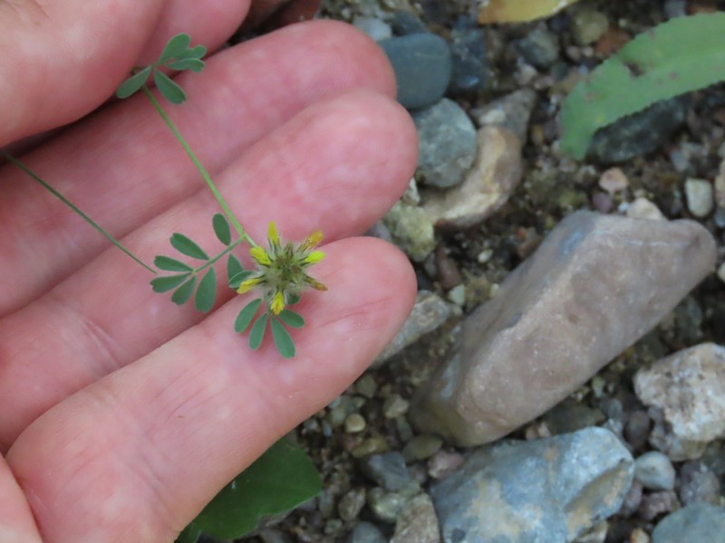 Fort Bowie Prairie Clover photo 7