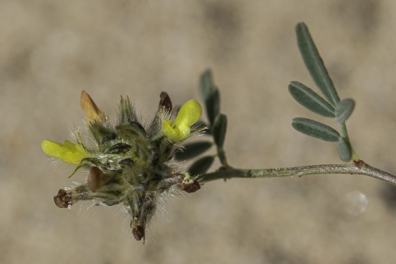 Fort Bowie Prairie Clover photo 8