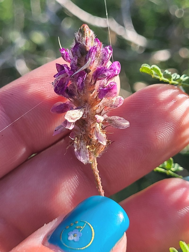 Dalea brandegeei photo 2