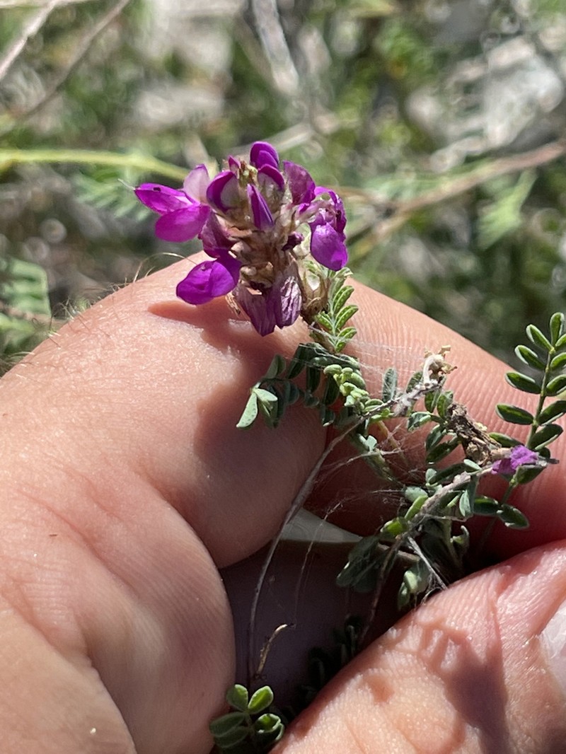 Dalea brandegeei photo 3
