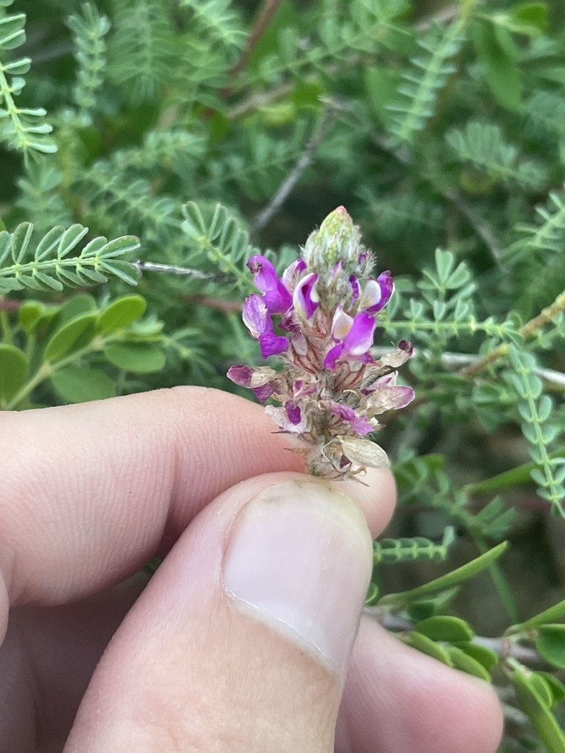 Dalea brandegeei photo 4