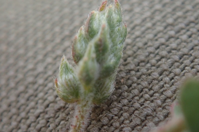 Dalea brandegeei photo 5