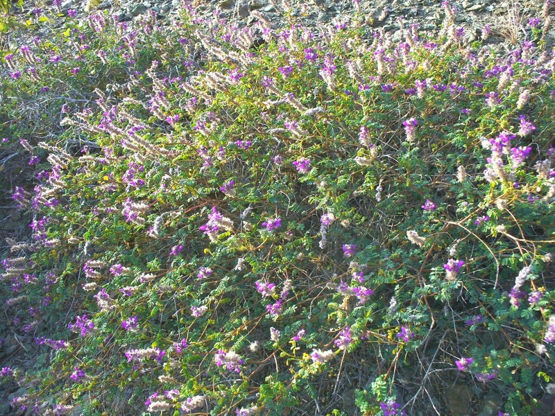Dalea brandegeei photo 6