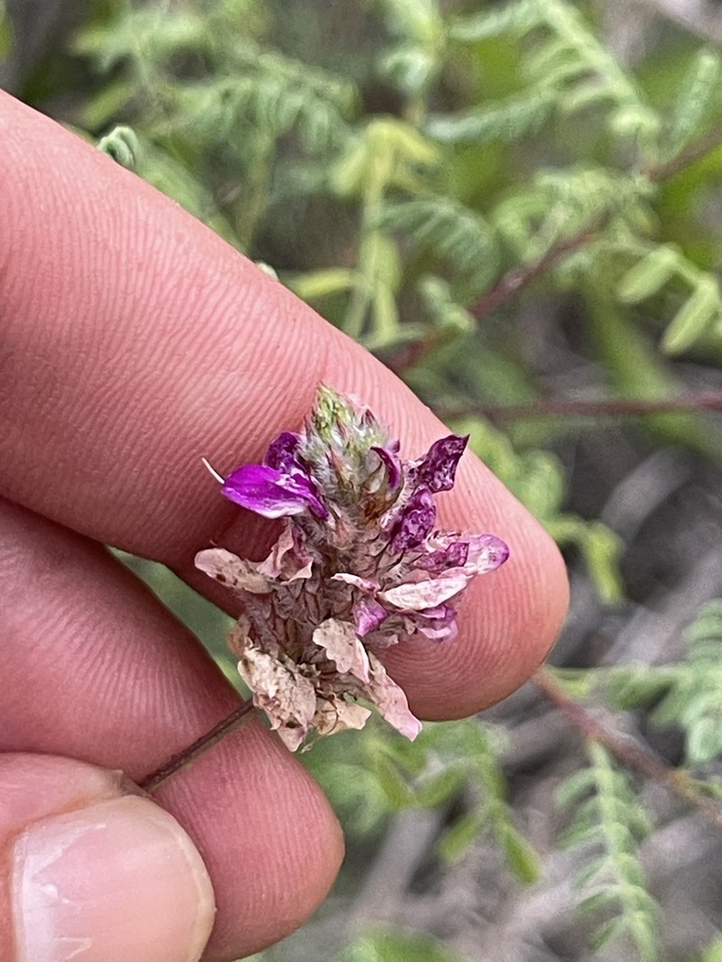 Dalea brandegeei photo 7