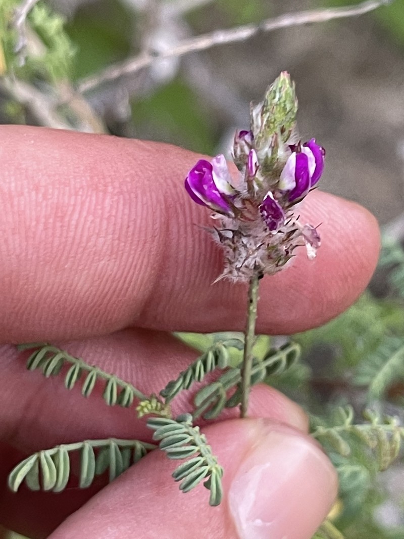 Dalea brandegeei photo 8