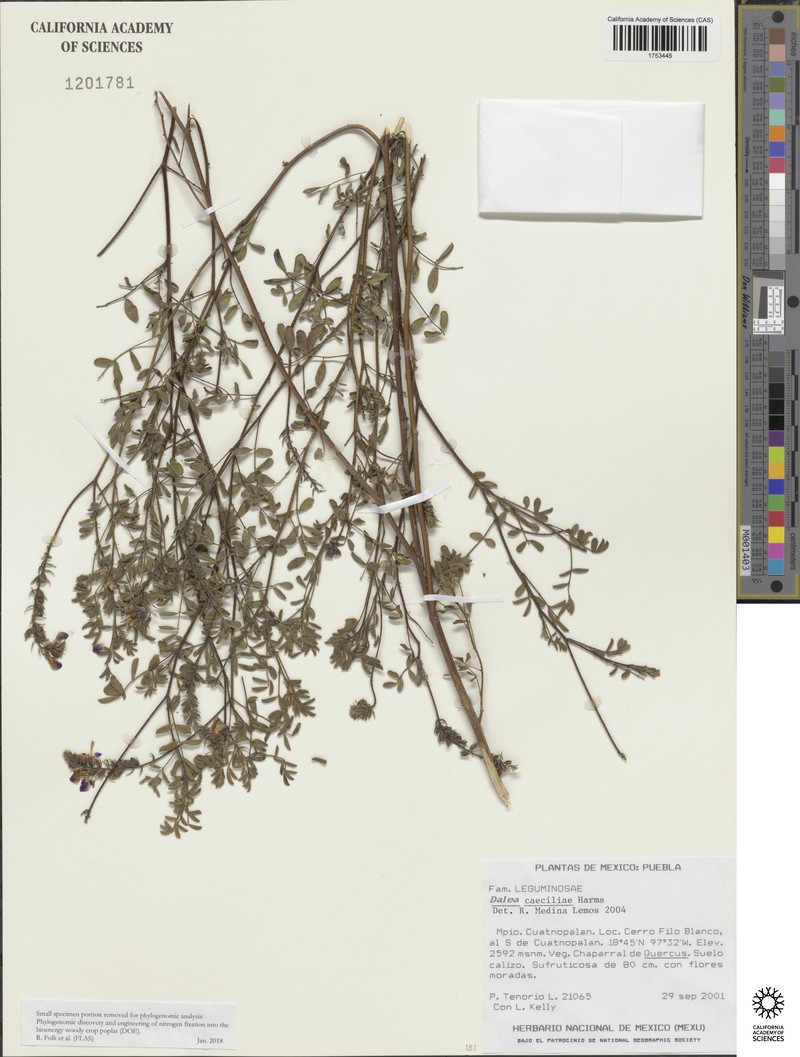 Dalea caeciliae photo 3