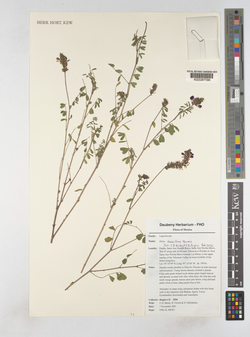 Dalea caeciliae photo 4