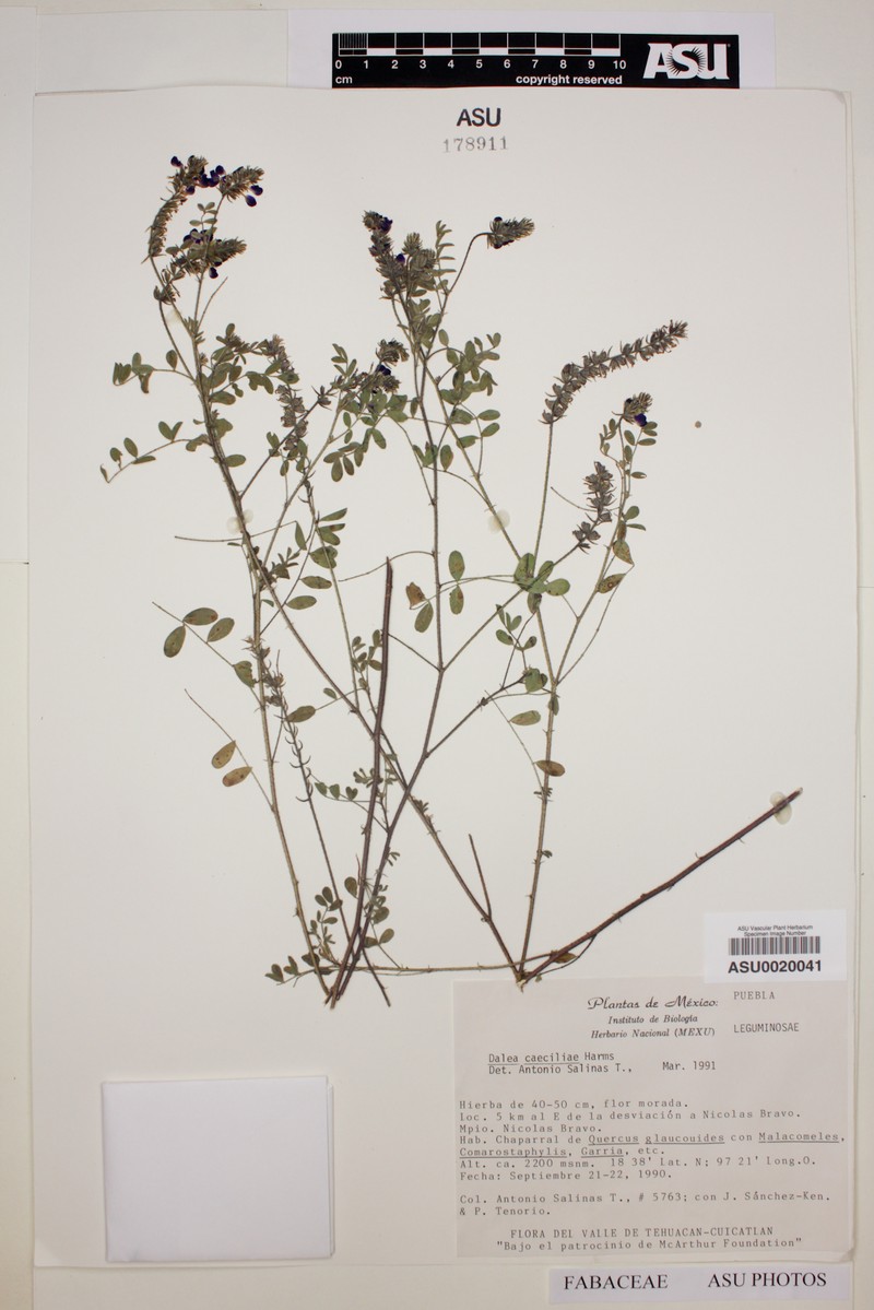 Dalea caeciliae photo 5