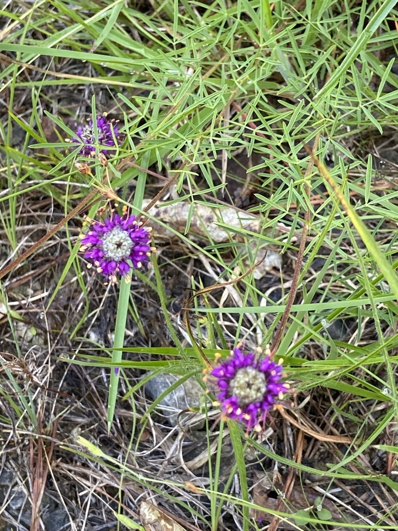 Cahaba Prairie Clover photo 2