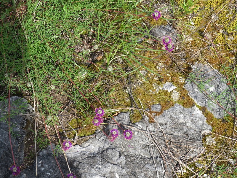 Cahaba Prairie Clover photo 3